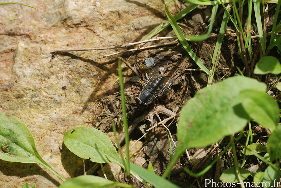 Tabanus bovinus